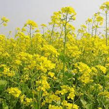 সরিষা ফুলের মধু / Mustard Flower Raw Honey ( 1kg )