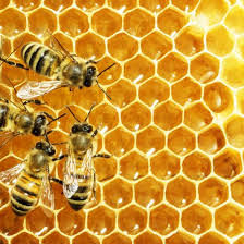 Natural Honey (প্রাকৃতিক চাকের মধু)